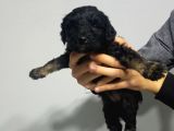 Si̇yah Malti̇poo Yavrularimiz Baby Face