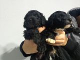 Si̇yah Malti̇poo Yavrularimiz Baby Face