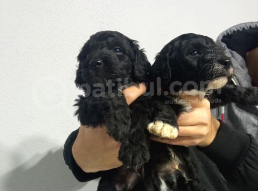Si̇yah Malti̇poo Yavrularimiz Baby Face görsel