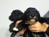 Si̇yah Malti̇poo Yavrularimiz Baby Face