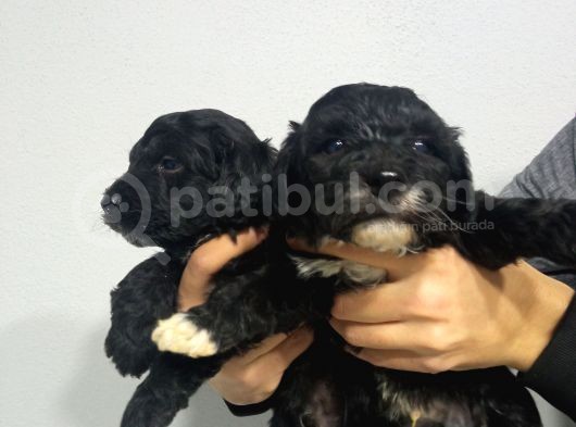 Si̇yah Malti̇poo Yavrularimiz Baby Face