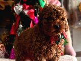 Safkan Poodle Yavrular