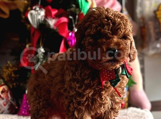 Safkan Poodle Yavrular görsel