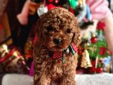 Safkan Poodle Yavrular