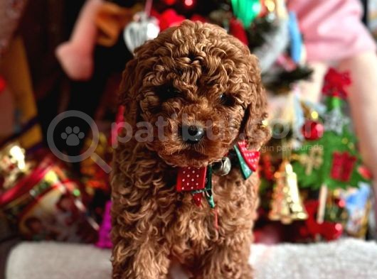 Safkan Poodle Yavrular görsel