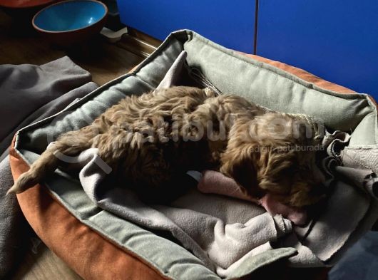Aşılı Ped Eğitimli Red Maltipoo