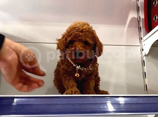 Orji̇nal Poodle Yavrular