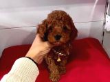 Orji̇nal Poodle Yavrular