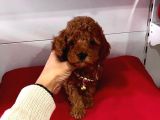 Orji̇nal Poodle Yavrular