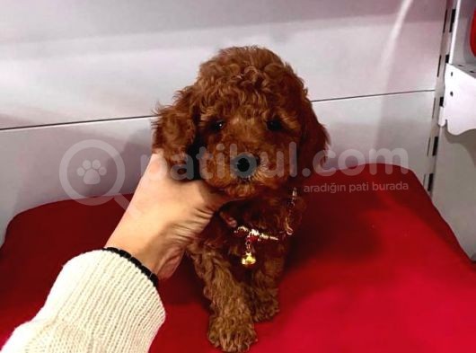 Orji̇nal Poodle Yavrular görsel