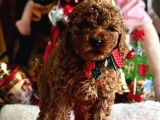 Safkan Poodle Yavrular