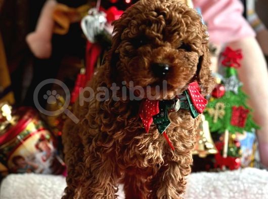 Safkan Poodle Yavrular görsel