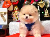 Pomeranian Yavrumuz Yuvasına Gitmeye Hazır