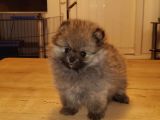 Pomeranian Boo Teacup