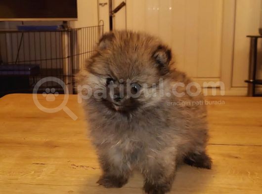 Pomeranian Boo Teacup