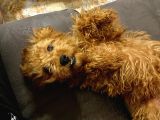 Dişi Toy Poodle Brown
