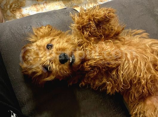 Dişi Toy Poodle Brown görsel