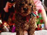 Safkan Poodle Yavrular