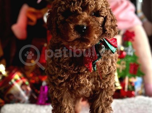 Safkan Poodle Yavrular