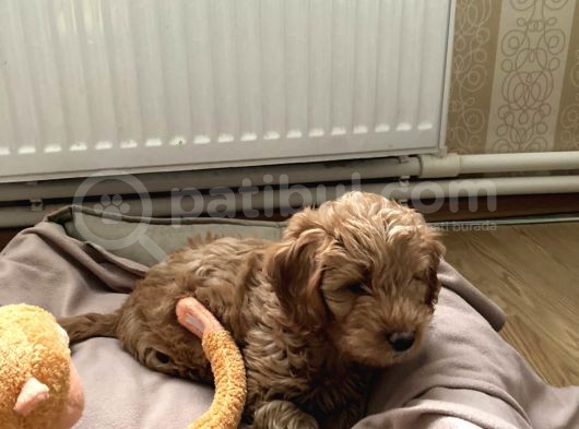Aşılı Ped Eğitimli Red Maltipoo görsel