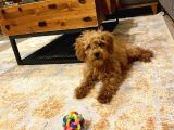 Dişi Toy Poodle Brown