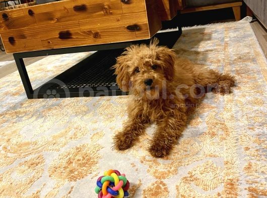 Dişi Toy Poodle Brown görsel