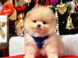 Pomeranian Yavrumuz Yuvasına Gitmeye Hazır
