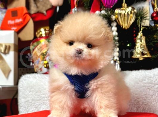 Pomeranian Yavrumuz Yuvasına Gitmeye Hazır