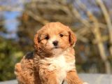 F1 Red Malti̇poo Bebekler