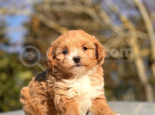 F1 Red Malti̇poo Bebekler görsel