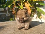 Pomeranian Boo Teacup