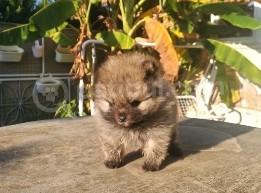 Pomeranian Boo Teacup görsel