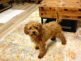 Dişi Toy Poodle Brown