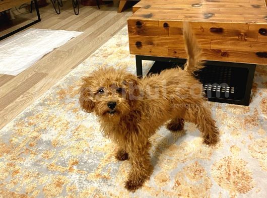 Dişi Toy Poodle Brown görsel
