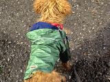 Dişi Toy Poodle Brown