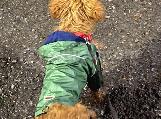 Dişi Toy Poodle Brown görsel