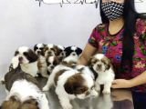 Evi̇ni̇ze Kali̇te Katacak Shi̇h Tzu Yavrulari