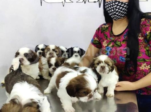 Evi̇ni̇ze Kali̇te Katacak Shi̇h Tzu Yavrulari görsel