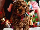 Safkan Poodle Yavrular