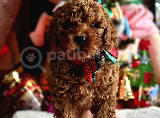 Safkan Poodle Yavrular görsel