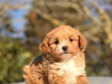 F1 Red Malti̇poo Bebekler