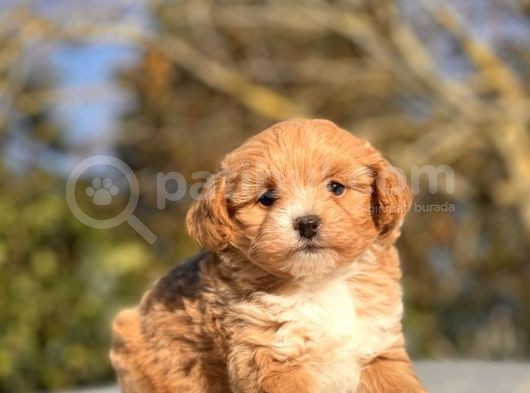 F1 Red Malti̇poo Bebekler görsel