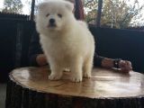 Burkem Den  Orjinal Samoyed Yavrular