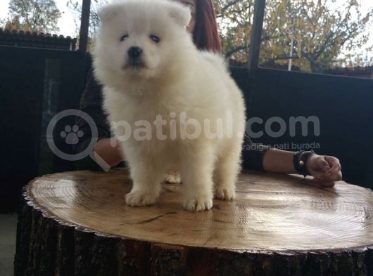 Burkem Den  Orjinal Samoyed Yavrular