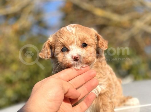 F1 Red Malti̇poo Bebekler görsel