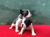 A+ Kali̇te French Bulldog Yavrular!
