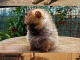 Pomeranian Boo Teacup