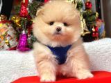 Pomeranian Yavrumuz Yuvasına Gitmeye Hazır