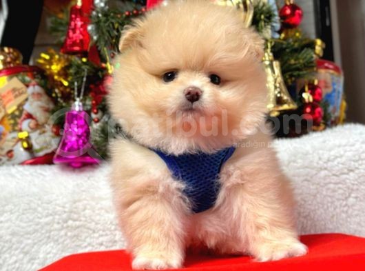 Pomeranian Yavrumuz Yuvasına Gitmeye Hazır görsel