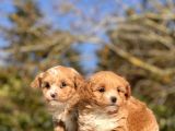 F1 Red Malti̇poo Bebekler
